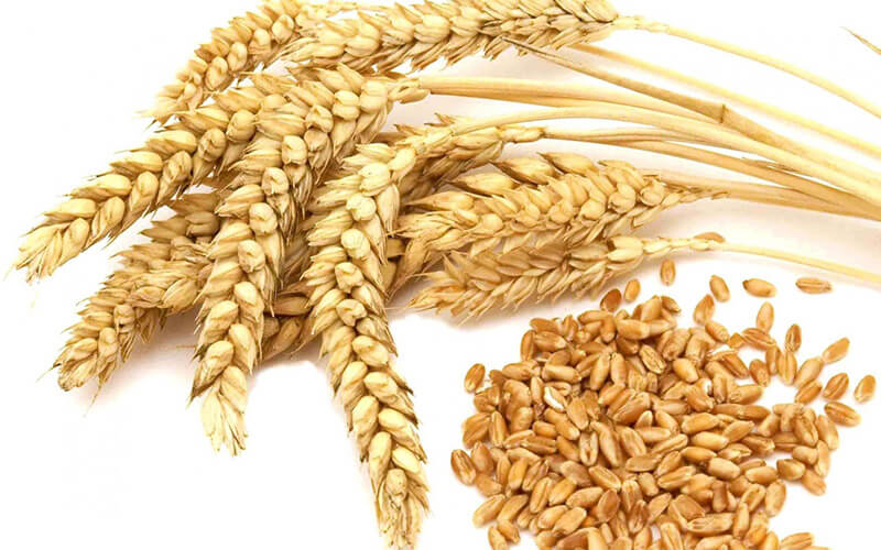 Wheat Market Report
