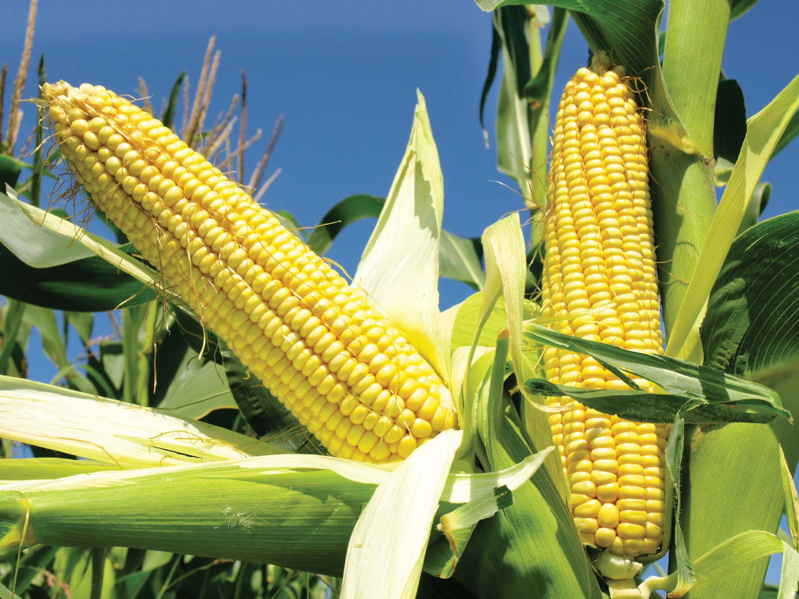 Corn Market